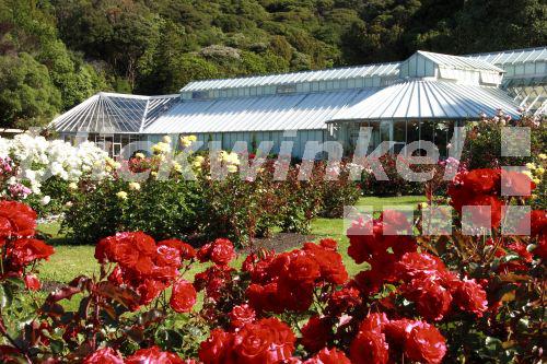 blickwinkel Rosenbeete im Botanischen Garten, Neuseeland, Wellington