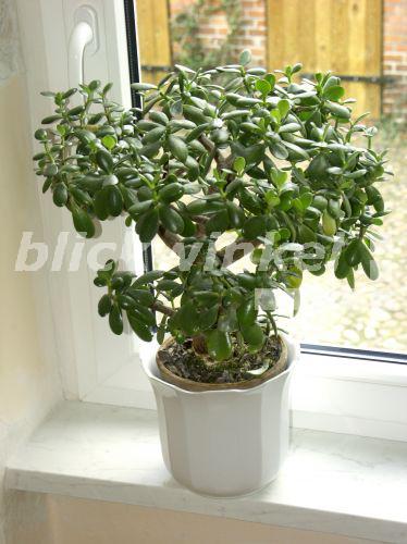 blickwinkel Dickblatt, Geldbaum, Fette Henne (Crassula ovata