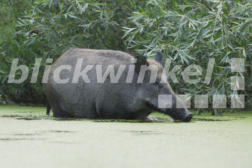blickwinkel Wildschwein, WildSchwein (Sus scrofa), Schwarzwild im
