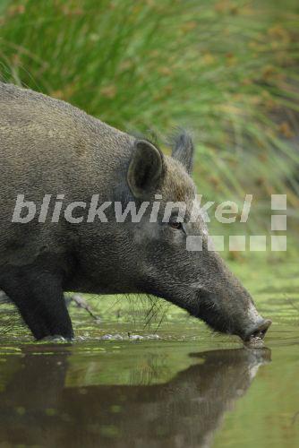 blickwinkel Wildschwein, WildSchwein (Sus scrofa), Schwarzwild im