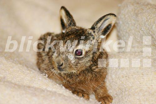 blickwinkel Europaeischer Hase, Europaeischer Feldhase