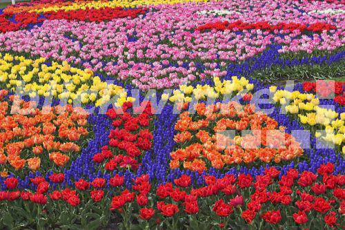 blickwinkel - Gartentulpe, Garten-Tulpe, Tulpe (Tulipa gesneriana