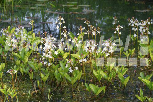 blickwinkel Fieberklee, Bitterklee (Menyanthes trifoliata), in Teich