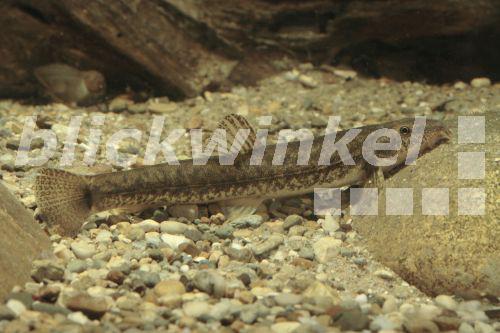 blickwinkel Bartgrundel, Bachschmerle, Schmerle (Noemacheilus