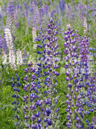 31+ Lupine Ähnliche Pflanze, Also ich suche eine pflanze, die schaut