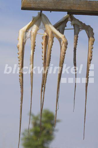 Blickwinkel Gemeiner Krake Gemeiner Octopus Polyp Octopus Vulgaris 