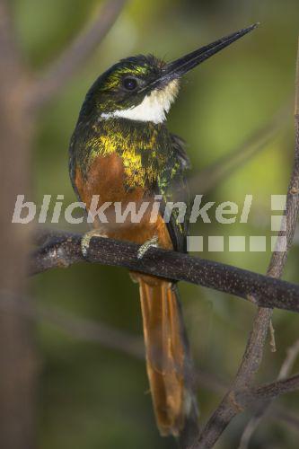 Rotschwanz-Glanzvogel, Rotschwanzglanzvogel (Galbula ruficauda), auf Ast sitzend, Venezuela, Llanos de Orinoca<BR>rufous-tailed jacamar (Galbula ruficauda), sittiing on twig, Venezuela, Llanos de Orinoca - McPHOTO/A. Volz Rotschwanz-Glanzvogel, Rotschwanzglanzvogel (Galbula ruficauda), auf Ast sitzend, Venezuela, Llanos de Orinoca<BR>rufous-tailed jacamar (Galbula ruficauda), sittiing on twig, Venezuela, Llanos de Orinoca - McPHOTO/A. Volz