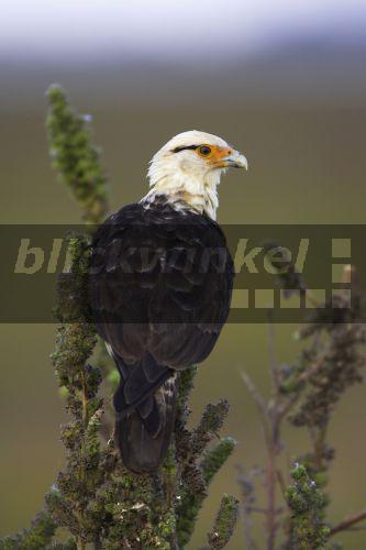 Gelbkopfkarakara, Gelbkopf-Chimachima, Chimachima (Milvago chimachima), Venezuela, Llanos de Orinoca<BR>yellow-headed caracara (Milvago chimachima), Venezuela, Llanos de Orinoca - McPHOTO/A. Volz Gelbkopfkarakara, Gelbkopf-Chimachima, Chimachima (Milvago chimachima), Venezuela, Llanos de Orinoca<BR>yellow-headed caracara (Milvago chimachima), Venezuela, Llanos de Orinoca - McPHOTO/A. Volz