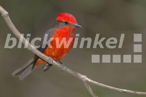 Purpurtyrann, Rubintyrann, Rubinkoepfchen (Pyrocephalus rubinus), Maennchen, Venezuela, Llanos de Orinoca<BR>vermilion flycatcher (Pyrocephalus rubinus), male, Venezuela, Llanos de Orinoca - McPHOTO/A. Volz Purpurtyrann, Rubintyrann, Rubinkoepfchen (Pyrocephalus rubinus), Maennchen, Venezuela, Llanos de Orinoca<BR>vermilion flycatcher (Pyrocephalus rubinus), male, Venezuela, Llanos de Orinoca - McPHOTO/A. Volz