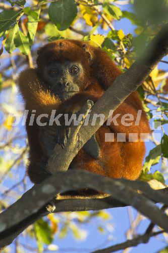 Roter Bruellaffe (Alouatta seniculus), auf Baum sitzend, Venezuela, Llanos de Orinoca<BR>red howler, Red Howler Monkey (Alouatta seniculus), sitting on a tree, Venezuela, Llanos de Orinoca - McPHOTO/A. Volz Roter Bruellaffe (Alouatta seniculus), auf Baum sitzend, Venezuela, Llanos de Orinoca<BR>red howler, Red Howler Monkey (Alouatta seniculus), sitting on a tree, Venezuela, Llanos de Orinoca - McPHOTO/A. Volz