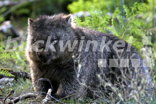 Blickwinkel - Tasmanischer Nacktnasenwombat, Tasmanischer 