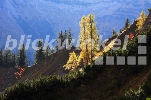 blickwinkel Europaeische Laerche (Larix decidua), Herbst