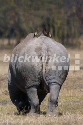 blickwinkel - Breitmaulnashorn, Breitmaul-Nashorn, Breitlippennashorn ...