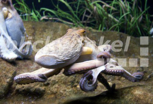 Blickwinkel Gemeiner Krake Gemeiner Octopus Polyp Octopus Vulgaris 