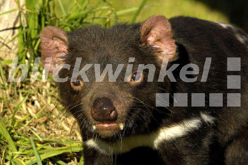 Tasmanischer Stock Photos & Tasmanischer Stock Images - Alamy