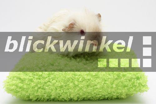 blickwinkel TexelMeerschweinchen, Texelmeerschweinchen (Cavia aperea