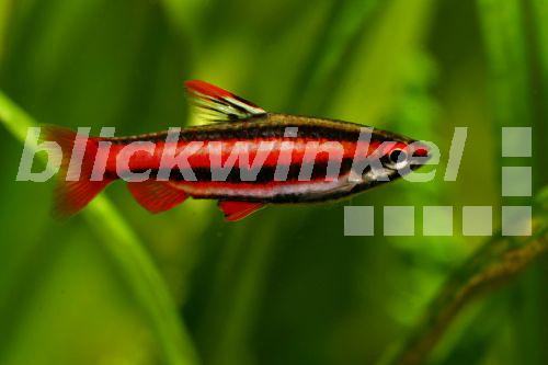 Blickwinkel Zwergziersalmler Zwergzier Salmler Nannostomus Marginatus Maennchen In Prachtfaerbung Dwarf Pencilfish Nannostomus Marginatus Male With Nuptial Colouration A Hartl