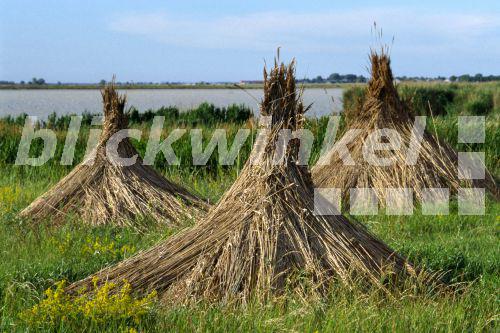 blickwinkel - Schilfrohr, Schilf (Phragmites communis, Phragmites