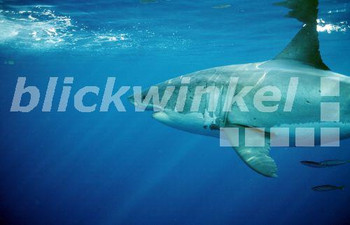 blickwinkel Weisshai, Weisser Hai, Menschenhai (Carcharodon