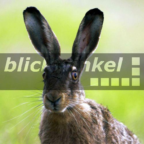 blickwinkel Europaeischer Hase, Europaeischer Feldhase