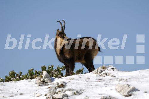 blickwinkel AbruzzenGaemse, Abruzzengaemse, Abbruzzen