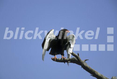 Gaukler (Terathopius ecaudatus), Einzeltier auf einem Ast<BR>bateleur eagle (Terathopius ecaudatus), single animal on a branch - W. Layer Gaukler (Terathopius ecaudatus), Einzeltier auf einem Ast<BR>bateleur eagle (Terathopius ecaudatus), single animal on a branch - W. Layer