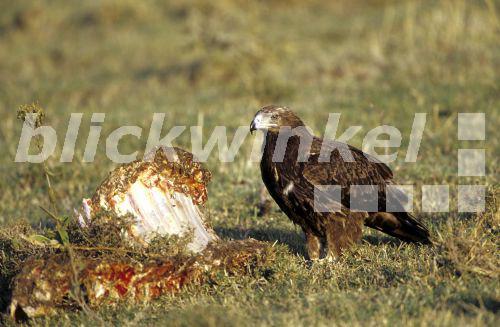 Einfarb-Schlangenadler, Einfarbschlangenadler, Brauner Schlangenadler (Circaetus cinereus), Einzeltier an Aas fressend<BR>brown snake eagle (Circaetus cinereus), single animal eating on carrion - W. Layer Einfarb-Schlangenadler, Einfarbschlangenadler, Brauner Schlangenadler (Circaetus cinereus), Einzeltier an Aas fressend<BR>brown snake eagle (Circaetus cinereus), single animal eating on carrion - W. Layer