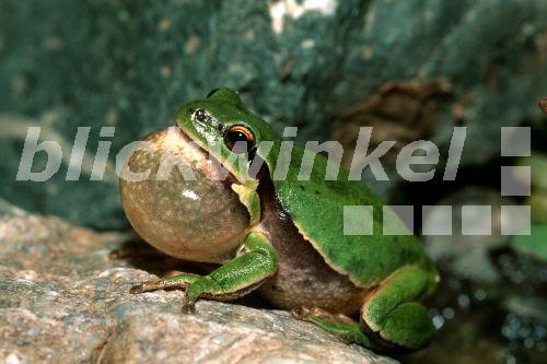 blickwinkel Kleinasiatischer Laubfrosch (Hyla savignyi), rufendes