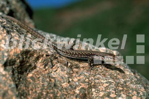 blickwinkel Aserbaidschanische Eidechse, Aserbaidschanische