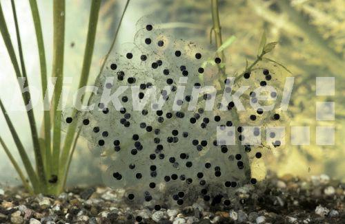 blickwinkel - Springfrosch, Spring-Frosch (Rana dalmatina), Laich
