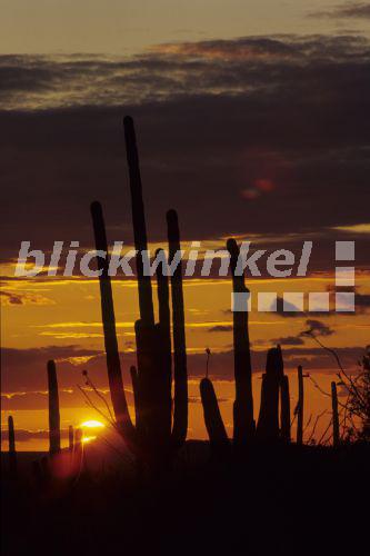 blickwinkel - Saguaro-Kaktus, Saguarokaktus, Riesenkaktus