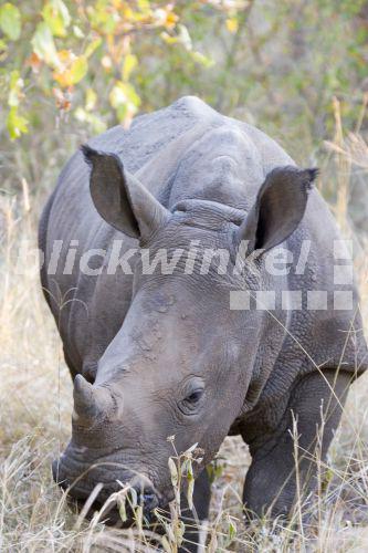 blickwinkel - Breitmaulnashorn, Breitmaul-Nashorn, Breitlippennashorn ...