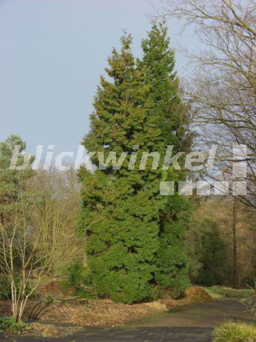 blickwinkel RiesenLebensbaum, Riesenlebensbaum (Thuja plicata