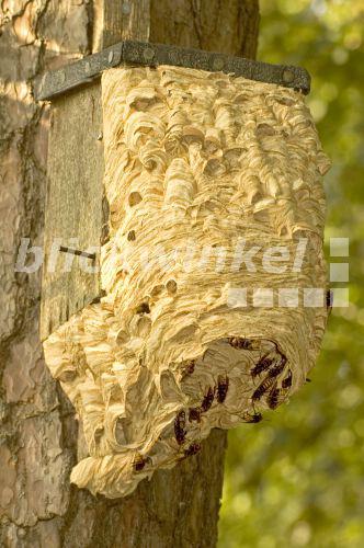 blickwinkel - Hornisse (Vespa crabro), Hornissennest in einem ...