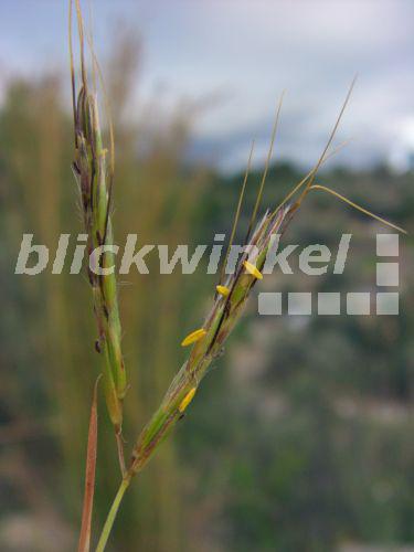 blickwinkel Behaartes Bartgras (Hyparrhenia hirta, Andropogon hirtus