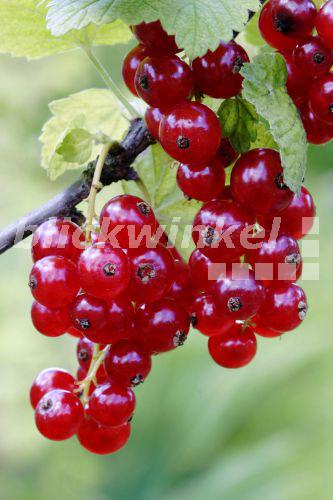 blickwinkel Rote Johannisbeere (Ribes rubrum), Rote Johannisbeeren am