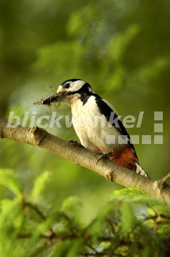 blickwinkel - Buntspecht, Grosser Buntspecht, Rotspecht, Schildspecht