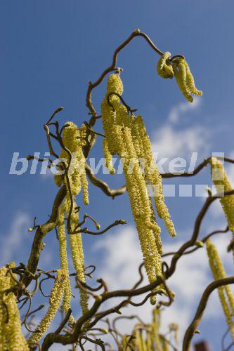 blickwinkel Gewoehnliche Haselnuss, Hasel, Haselstrauch (Corylus