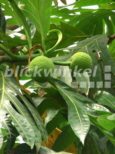 blickwinkel Brotfruchtbaum, BrotfruchtBaum, Brotfrucht (Artocarpus