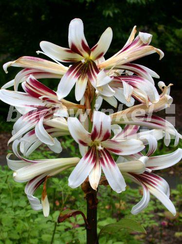 blickwinkel Chinesische Riesenlilie, Chinesische RiesenLilie