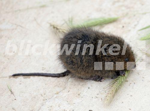 blickwinkel Ostschermaus, OstSchermaus, Schermaus, Grosse Wuehlmaus