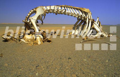 blickwinkel - Kamel-Skelett liegt in der Wueste, Libyen, Sahara - camel ...
