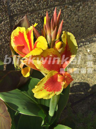 blickwinkel Indisches Blumenrohr (Canna indica), bluehend Indian