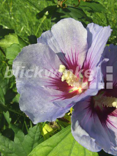 blickwinkel Hibiskus, Roseneibisch, RosenEibisch, Straucheibisch