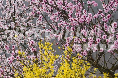 blickwinkel Mandelbaum, MandelBaum (Prunus amygdalus