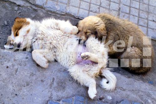 blickwinkel Haushund (Canis lupus f. familiaris), Strassenhund, Hund