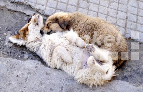 blickwinkel Haushund (Canis lupus f. familiaris), Strassenhund, Hund