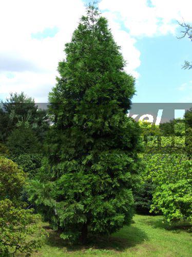 blickwinkel Kalifornische Weihrauchzeder, Kalifornische Weihrauch