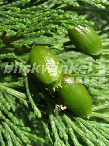 blickwinkel Kalifornische Weihrauchzeder, Kalifornische Weihrauch