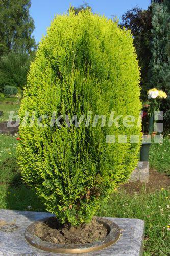 blickwinkel Lebensbaum (Thuja orientalis 'Aurea